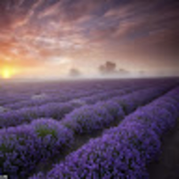 Meet your Posher, Laura - Picture 1 of 1